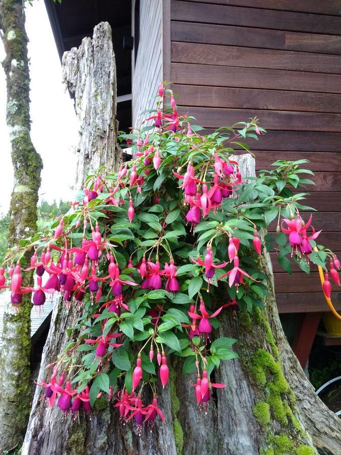 Spring Garden Guest house *